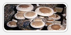 Shiitake