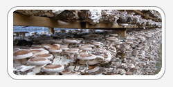 Shiitake