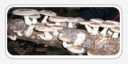 Shiitake